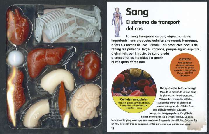 Jugo i aprenc el cos humà