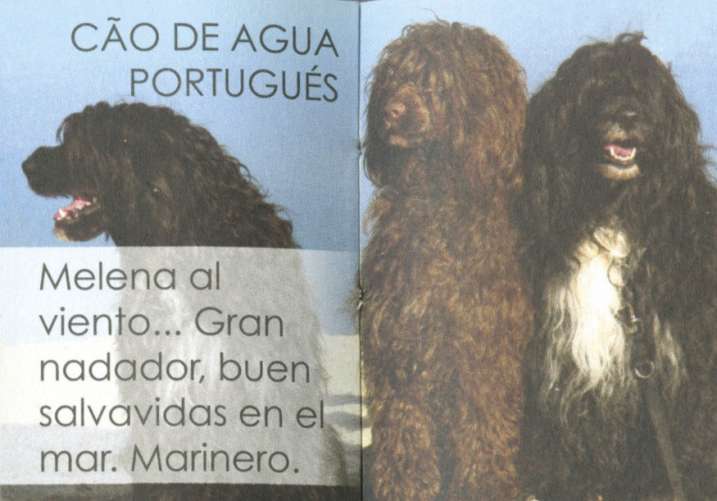 Perros