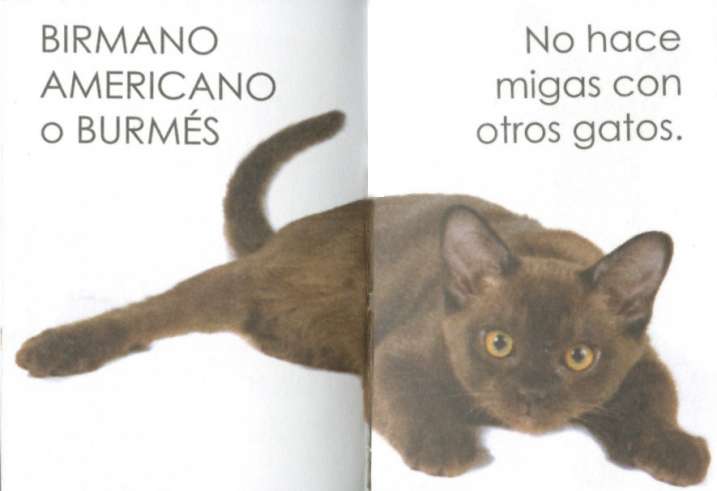 Gatos