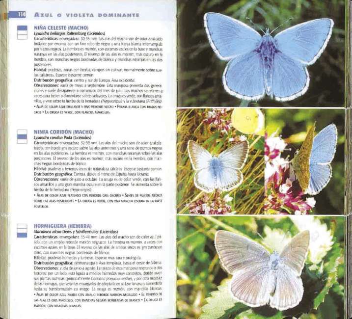 Mariposas de Europa