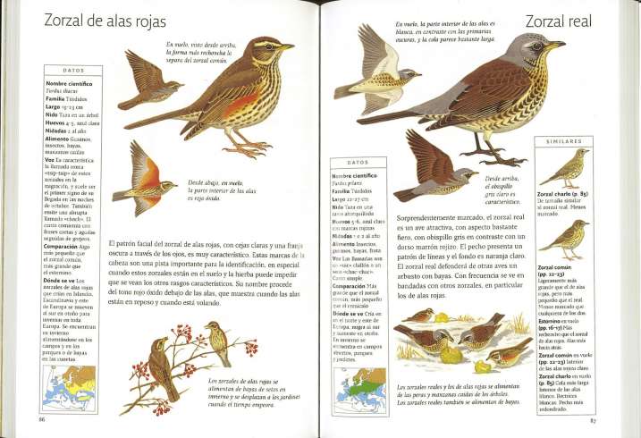 Guía para identificar aves