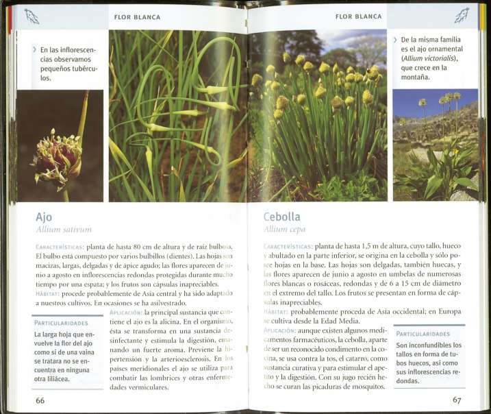 Plantas medicinales