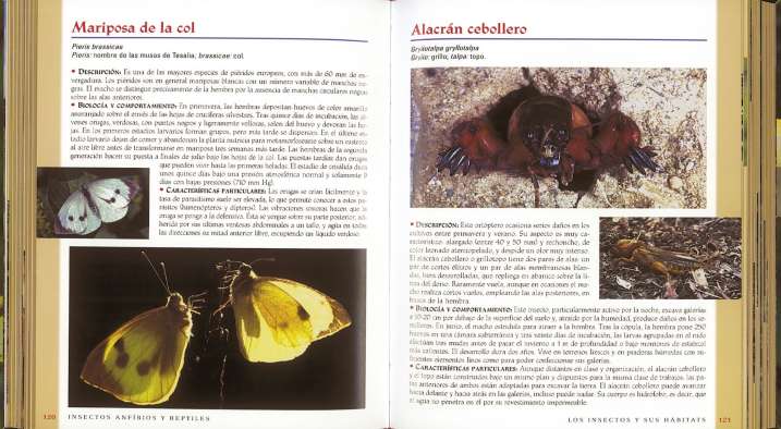 Insectos, anfibios y reptiles