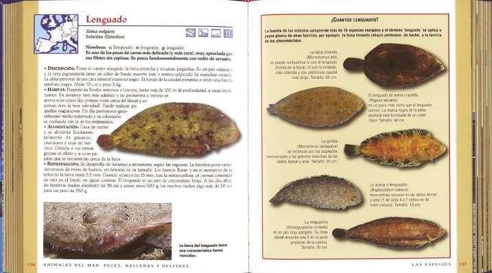 Animales del mar. Peces,...