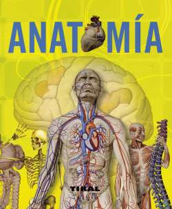 Anatomía