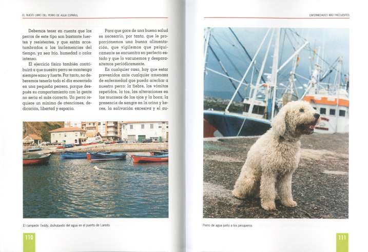 Perro de agua español