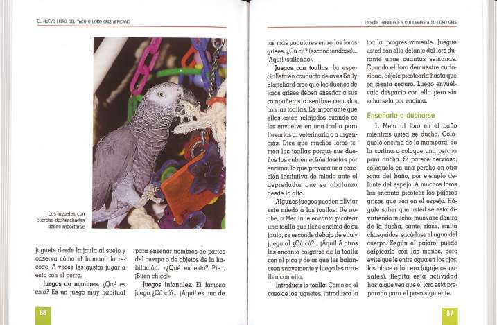 Yaco o loro gris africano