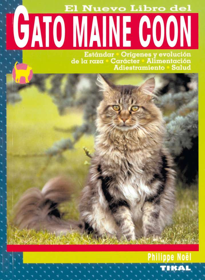 Gato maine coon