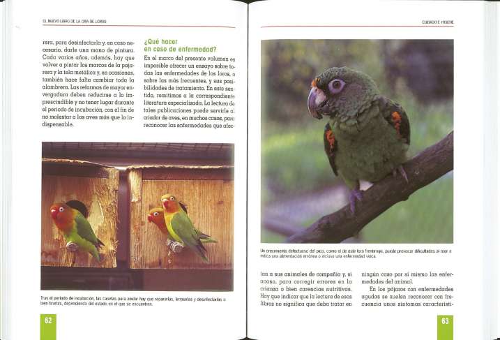 Cría de loros, papagayos,...