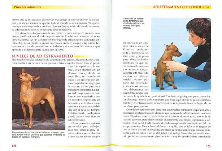 Pinscher miniatura
