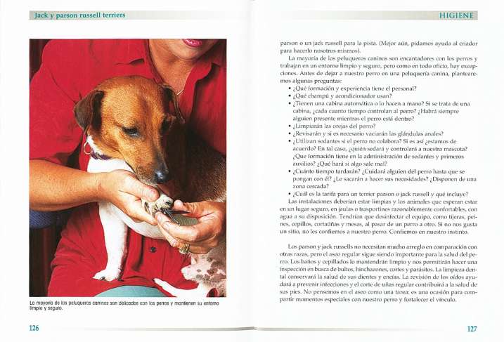 Jack russell terrier y...