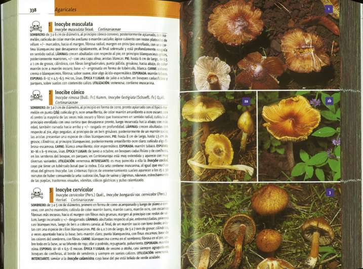 Setas de España y Europa