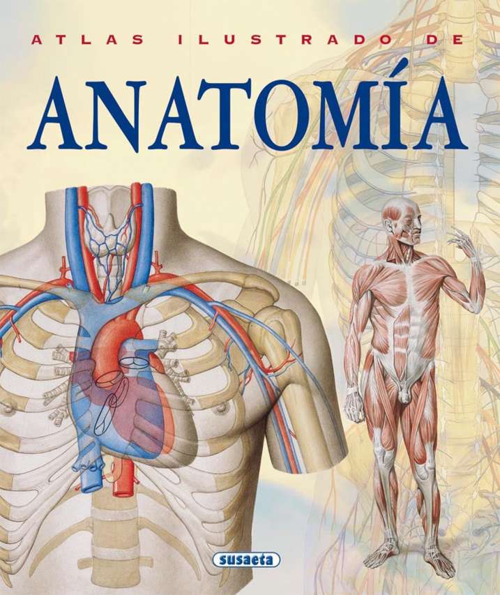 Anatomía