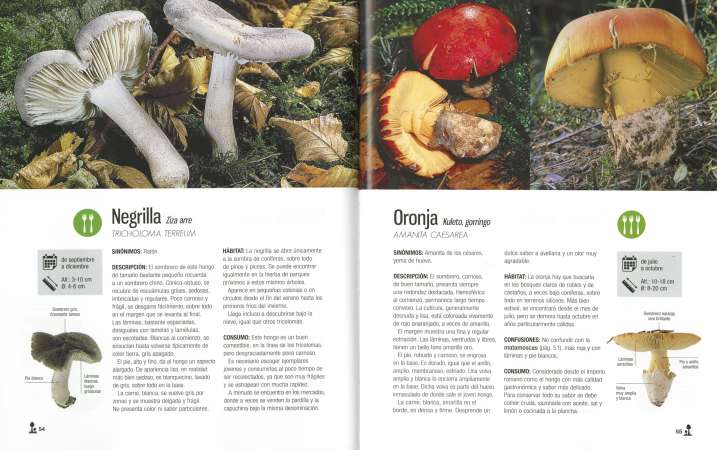 Setas del País Vasco. Guía...