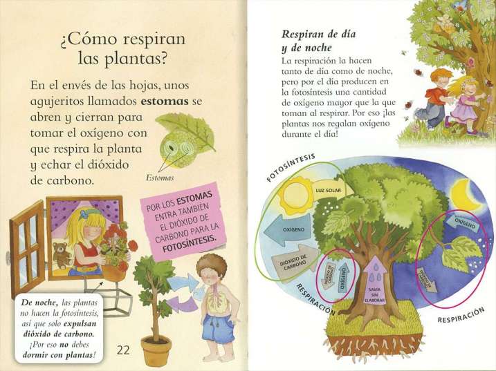 Las plantas