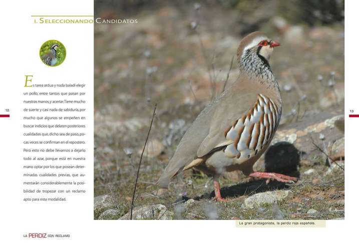 La perdiz con reclamo