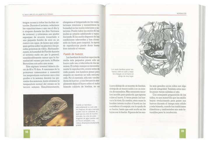 Lagartos en terrario