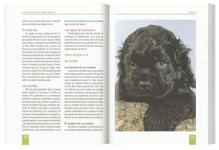 Cócker spaniel americano