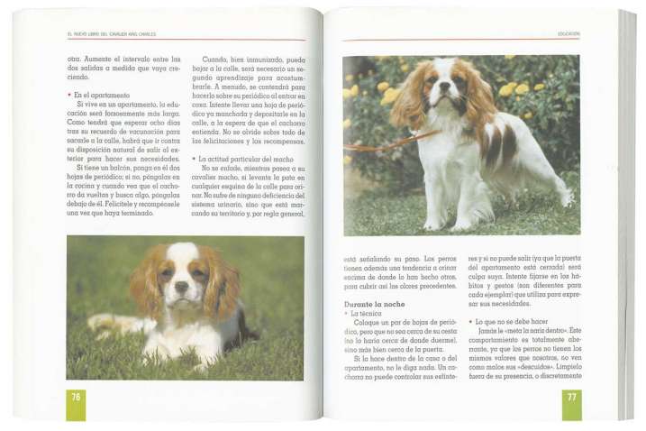 Cavalier king charles