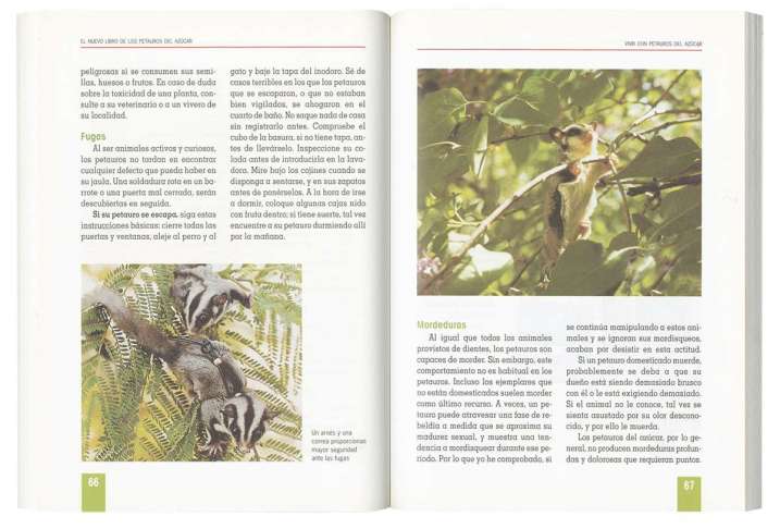 Petauros del azúcar