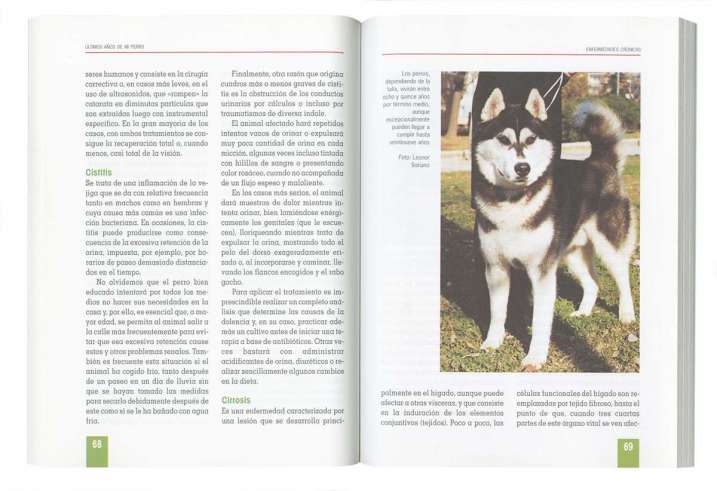 Últimos años de mi perro