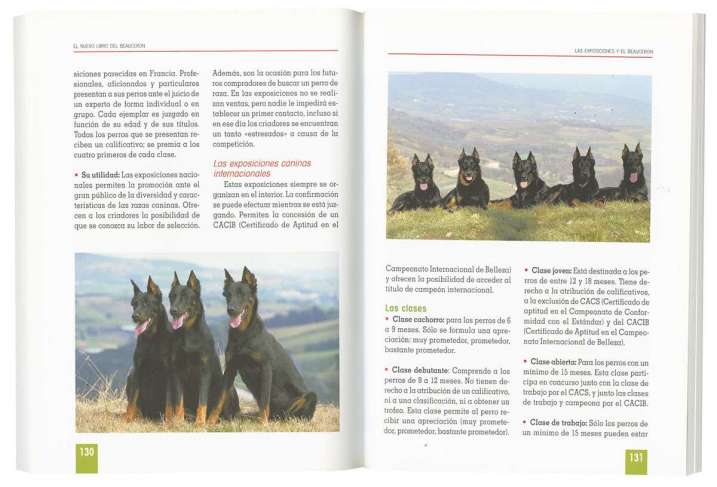 Beauceron
