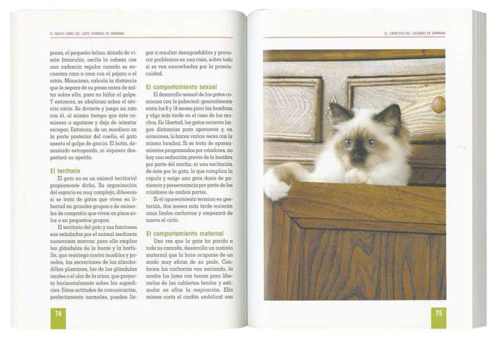 Gato sagrado de Birmania