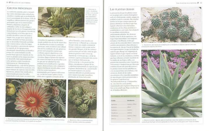 Cactus y otras suculentas