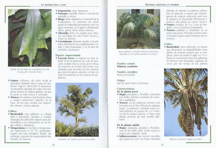 La palmera paso a paso