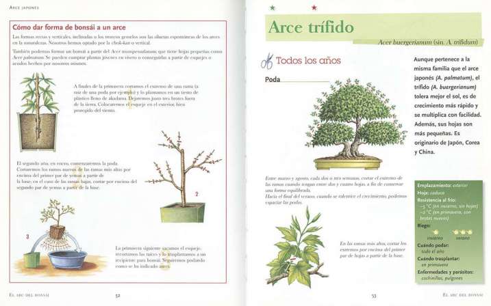 El ABC del bonsái