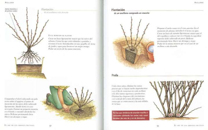 El ABC de los árboles frutales