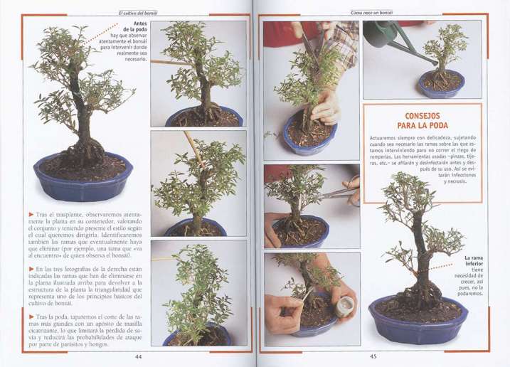 El bonsái
