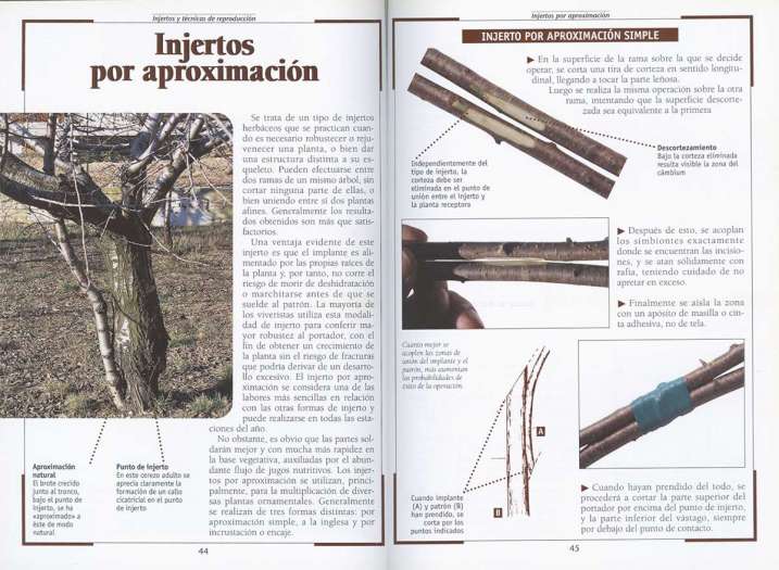 Injertos y técnicas de...