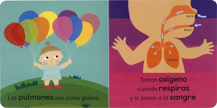 Anatomía para bebés