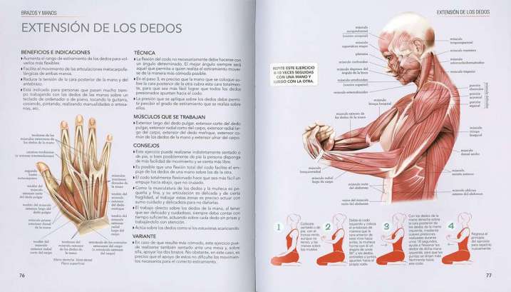 Estiramientos y flexiones