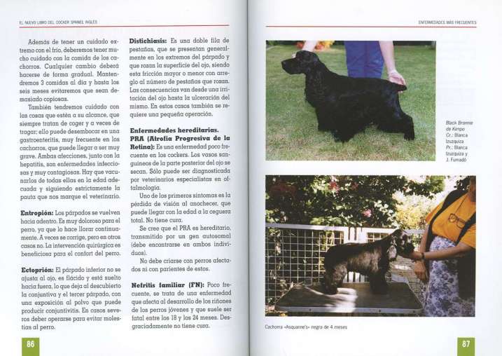 Cocker spaniel inglés