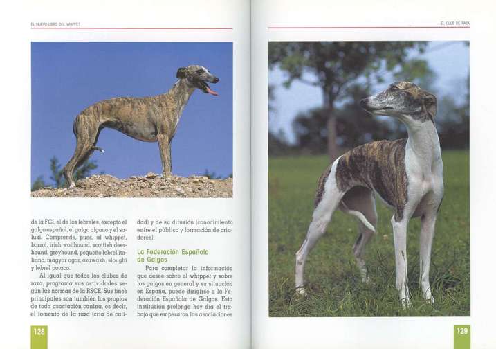 Whippet