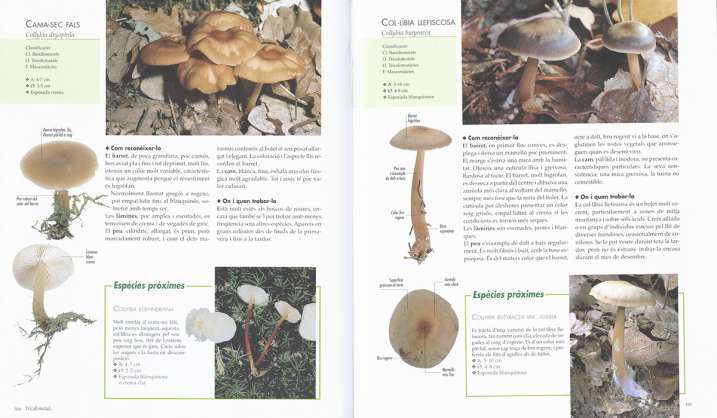 Atles il-lustrat dels bolets