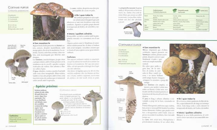 Atles il-lustrat dels bolets