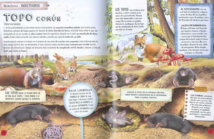 Animales constructores