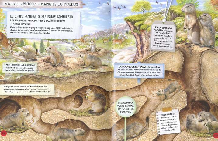 Animales constructores