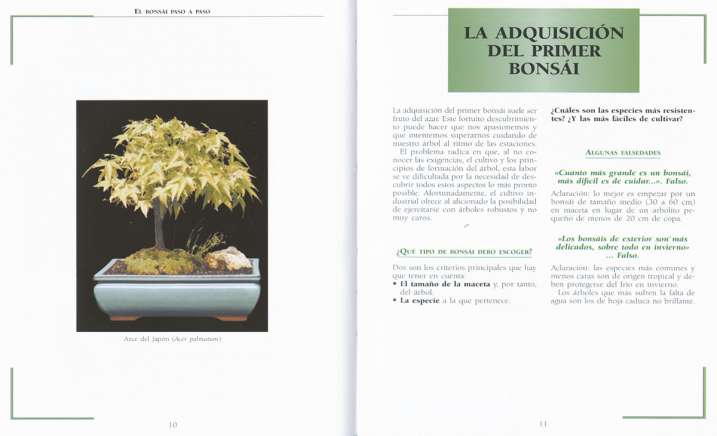El bonsái paso a paso
