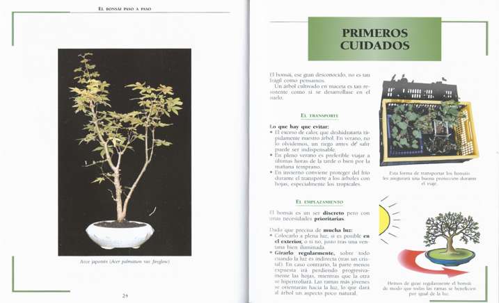 El bonsái paso a paso