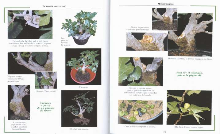 El bonsái paso a paso