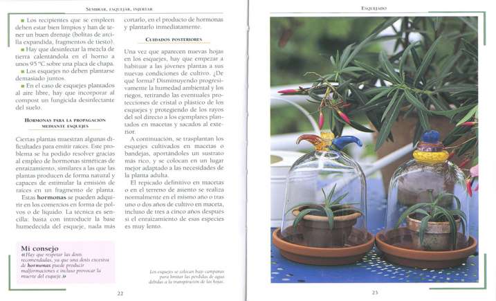 Sembrar, esquejar, injertar