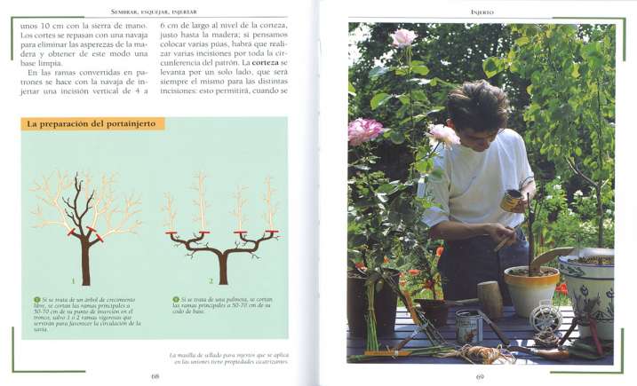 Sembrar, esquejar, injertar