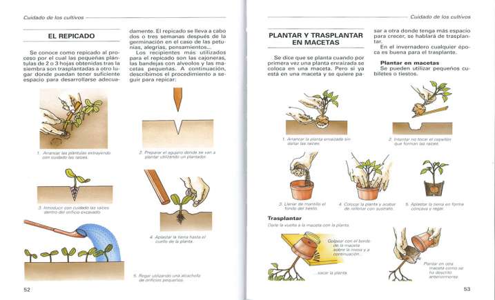 Cómo cultivar plantas en tu...