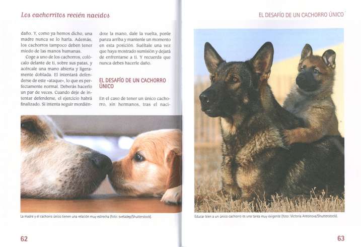 ¡Ayuda! Mi perra está preñada