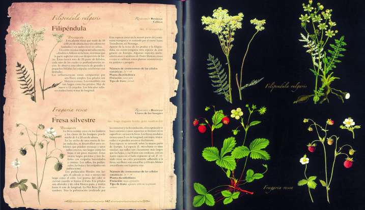 Plantas silvestres e...