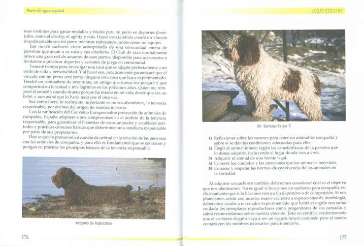 Perro de agua español